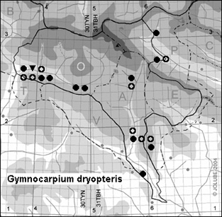 Gymnocarpium_dryopteris_