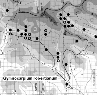 Gymnocarpium_robertianum_