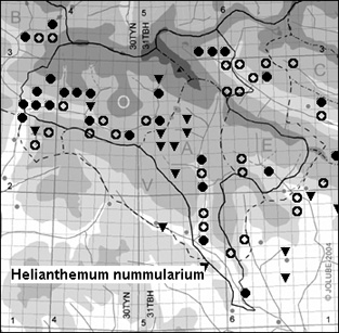 Helianthemum_nummularium_