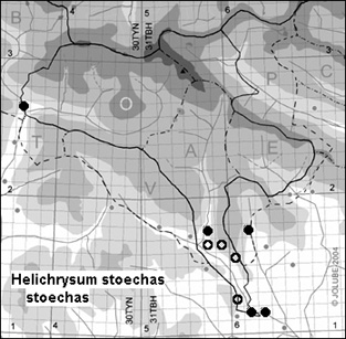 Helichrysum_stoechas_stoechas