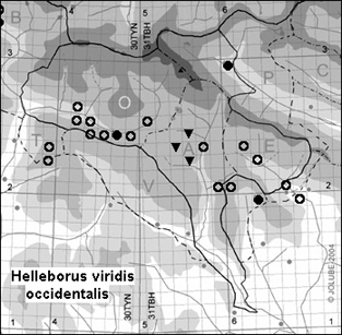 Helleborus_viridis_occidentalis