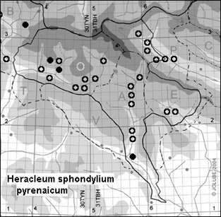Heracleum_sphondylium_pyrenaicum