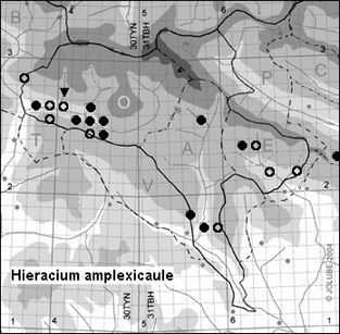 Hieracium_amplexicaule_