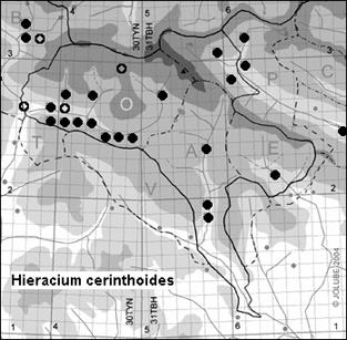 Hieracium_cerinthoides_