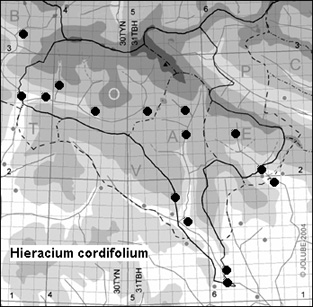 Hieracium_cordifolium_