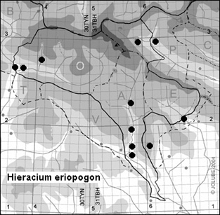 Hieracium_eriopogon_