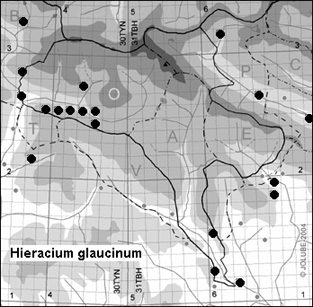 Hieracium_glaucinum_