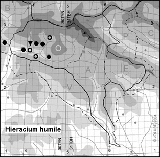 Hieracium_humile_