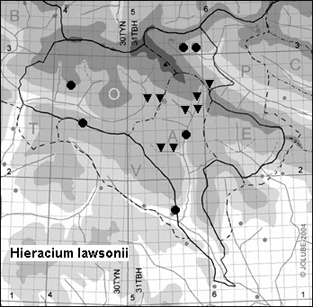 Hieracium_lawsonii_