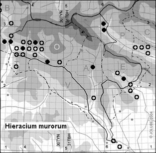 Hieracium_murorum_