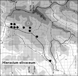 Hieracium_olivaceum_