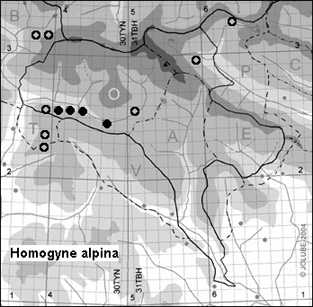 Homogyne_alpina_