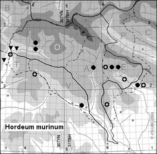 Hordeum_murinum_