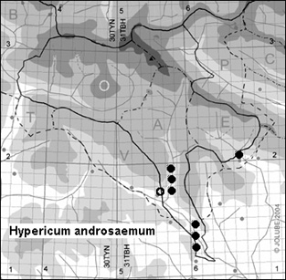 Hypericum_androsaemum_