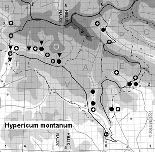 Hypericum_montanum_