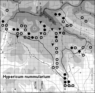 Hypericum_nummularium_