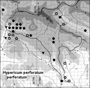 Hypericum_perforatum_perforatum