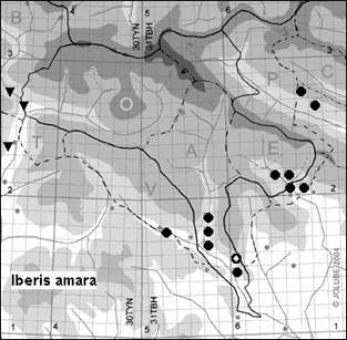Iberis_amara_