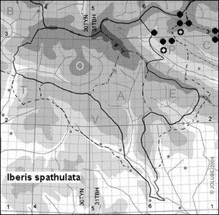 Iberis_spathulata_