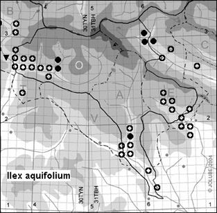 Ilex_aquifolium_