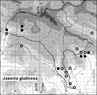 Jasonia_glutinosa_