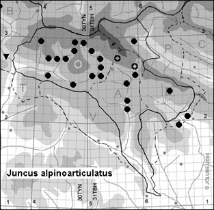 Juncus_alpinoarticulatus_