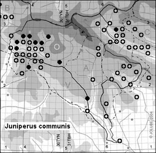 Juniperus_communis_