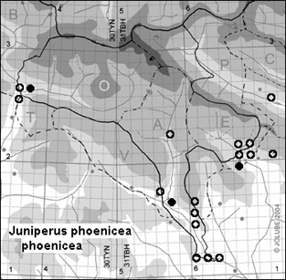 Juniperus_phoenicea_phoenicea