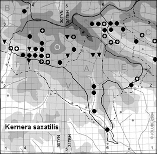 Kernera_saxatilis_
