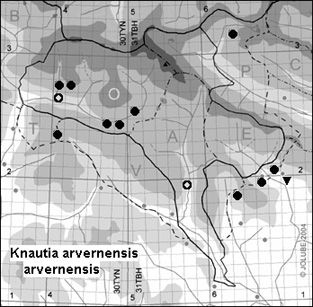 Knautia_arvernensis_arvernensis