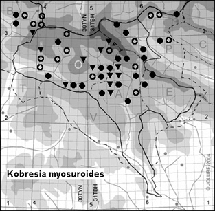Kobresia_myosuroides_
