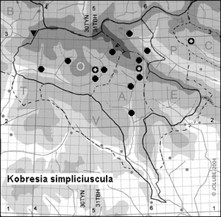 Kobresia_simpliciuscula_