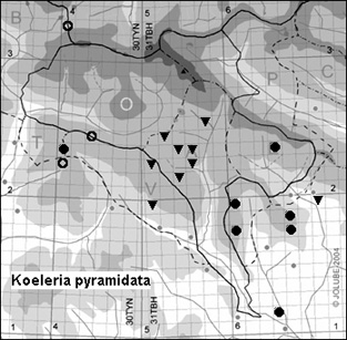 Koeleria_pyramidata_