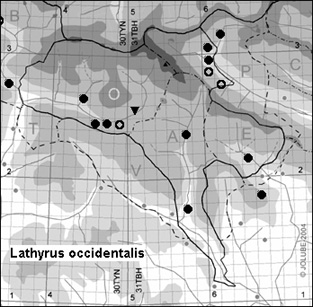 Lathyrus_occidentalis_