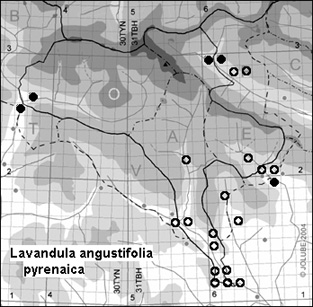 Lavandula_angustifolia_pyrenaica