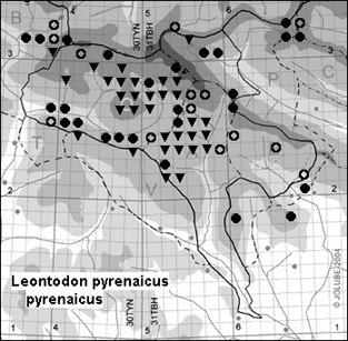 Leontodon_pyrenaicus_pyrenaicus