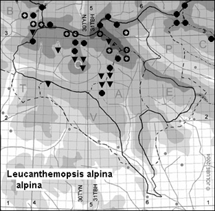 Leucanthemopsis_alpina_alpina