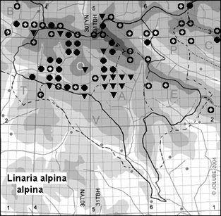 Linaria_alpina_alpina