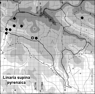 Linaria_supina_pyrenaica