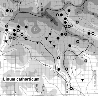 Linum_catharticum_