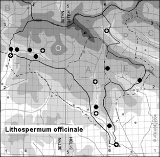 Lithospermum_officinale_