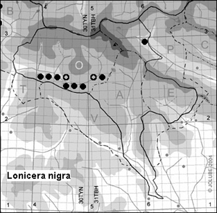 Lonicera_nigra_