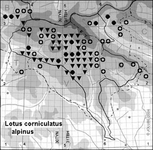 Lotus_corniculatus_alpinus