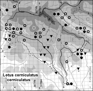 Lotus_corniculatus_corniculatus