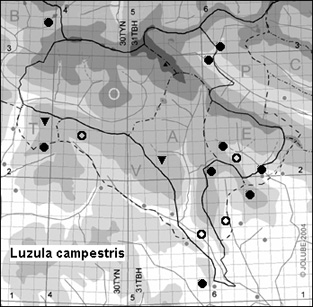 Luzula_campestris_