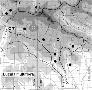 Luzula_multiflora_