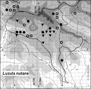 Luzula_nutans_