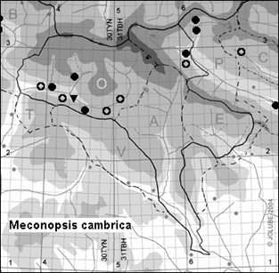 Meconopsis_cambrica_