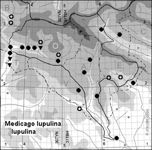 Medicago_lupulina_lupulina