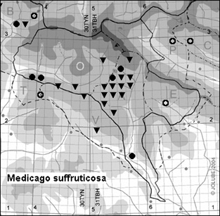 Medicago_suffruticosa_